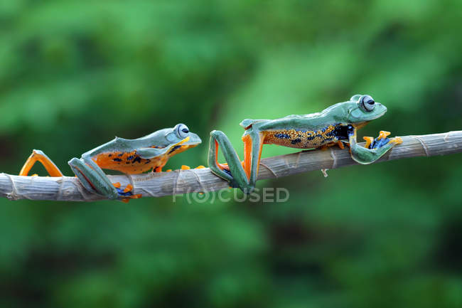 Два жаби дерева Javan на гілці, розмитий фон — стокове фото