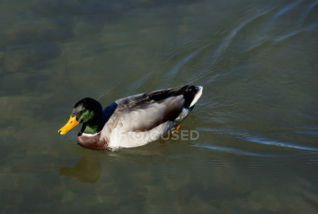 Anatra nuotando in un lago, vista da vicino — Foto stock