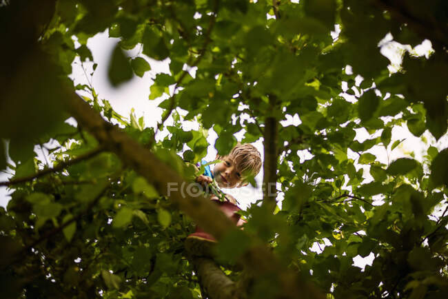 Visão de baixo ângulo através das folhas de um menino sentado em uma árvore, Estados Unidos — Fotografia de Stock