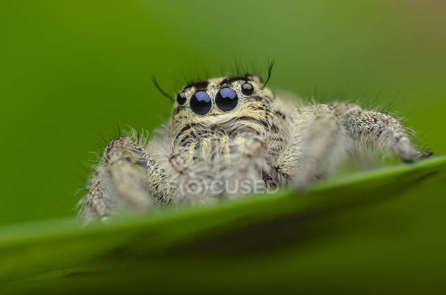 Primo piano di un ragno su una foglia, messa a fuoco selettiva macro shot — Foto stock