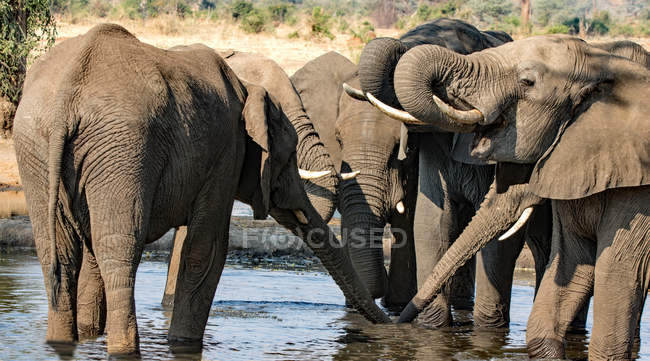 Manada de elefantes bebendo em um buraco de água, Botsuana — Fotografia de Stock