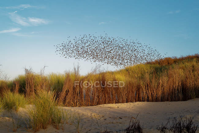 A flock of starlings flying over beach at sunset, Juist, Lower Saxony, Germany — Stock Photo