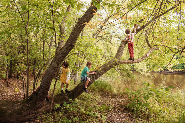 Tres niños en el bosque trepando a un árbol, Estados Unidos - foto de stock