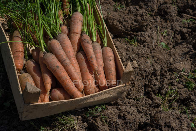 Свежая морковь в ящике на открытом воздухе — стоковое фото