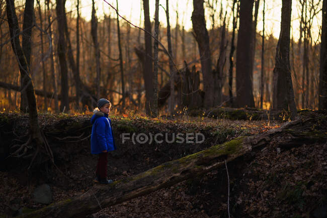 Boy standing on a fallen tree in the woods, United States — Stock Photo