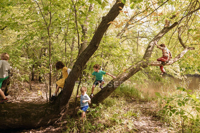 Fünf Kinder klettern im Wald auf einen Baum, USA — Stockfoto