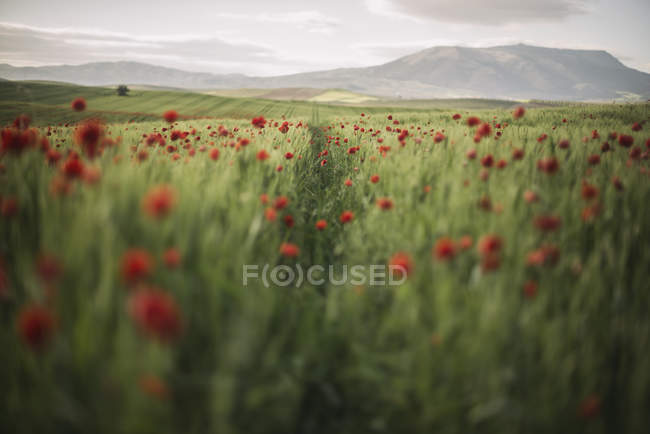 Vue panoramique sur le champ de blé avec coquelicots, Grenade, Andalousie, Espagne — Photo de stock
