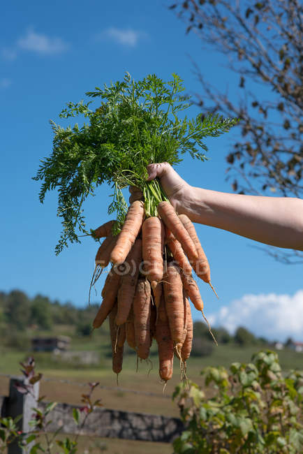 Human hand holding freshly picked carrots — Stock Photo