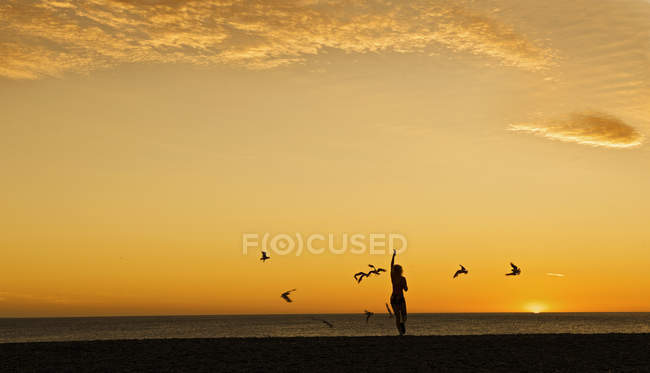 Silhouette d'une femme nourrissant des mouettes sur la plage au coucher du soleil, Nouvelle-Zélande — Photo de stock