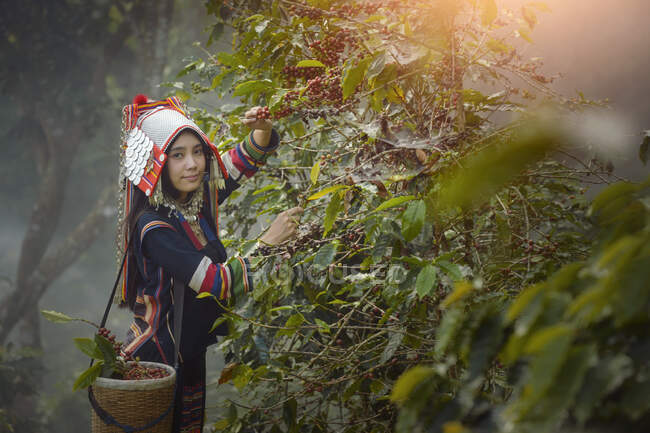 Femme récoltant des grains de café, Thaïlande — Photo de stock