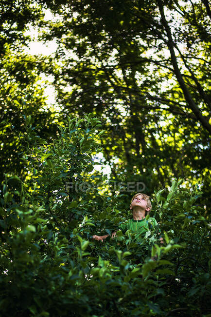 Retrato de um menino sentado em uma árvore, Estados Unidos — Fotografia de Stock