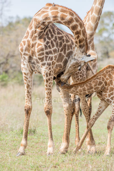 Vue panoramique de Girafe allaiter un veau girafe, Afrique du Sud — Photo de stock