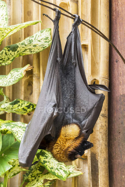 Un gigantesco pipistrello volpe volante dalla corona d'oro appeso a testa in giù, Indonesia — Foto stock