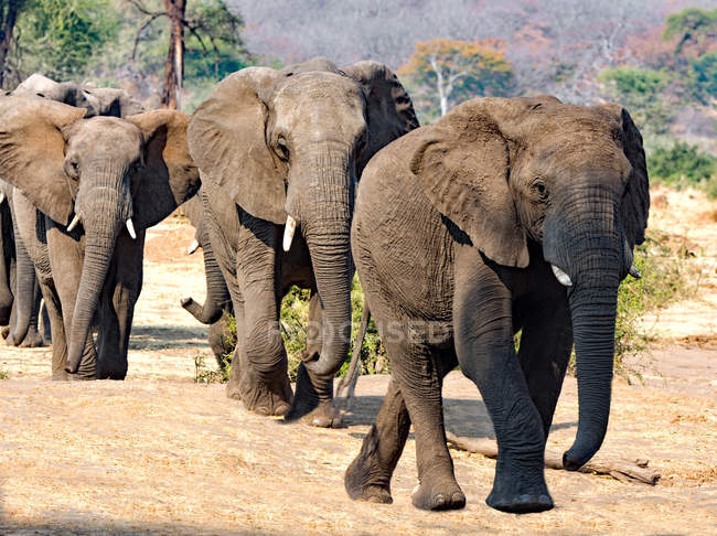 Malerischer Blick auf majestätische Herde von Elefanten zu Fuß, Botswana — Stockfoto
