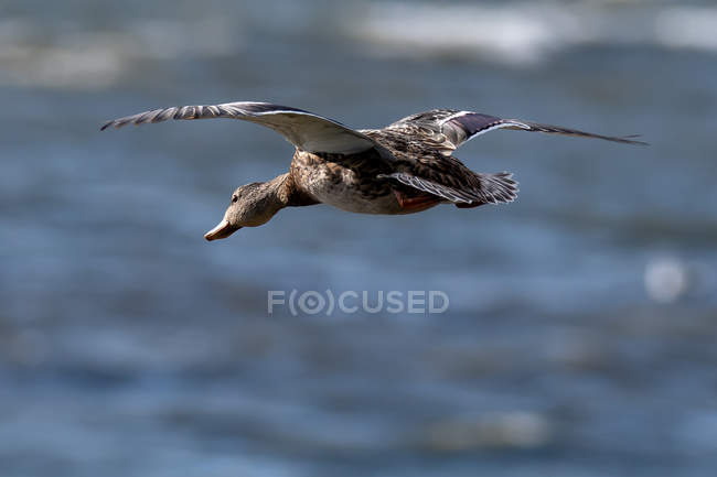 Pato em voo contra fundo desfocado — Fotografia de Stock