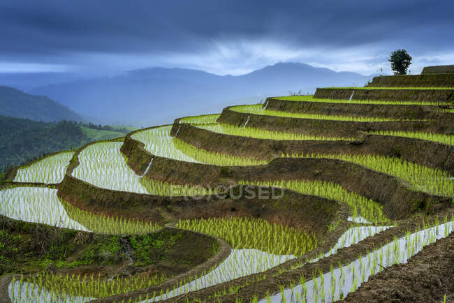 Terraced rice fields, Pa Pong Piang, Doi Inthanon National Park, Chiang Mai, Tailandia - foto de stock