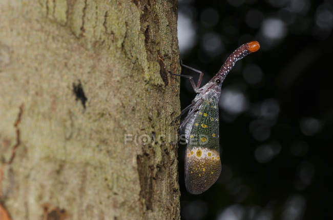Lanternfly em uma árvore, tiro macro foco seletivo — Fotografia de Stock