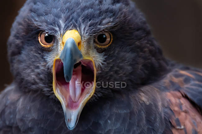 Portrait of a Harris Hawk, blurred background — Stock Photo