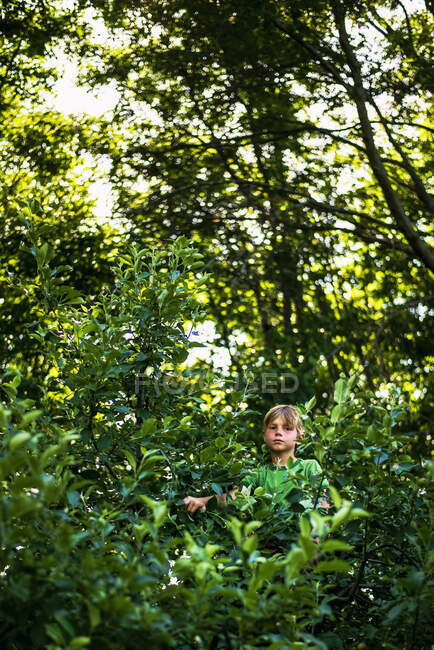 Retrato de un niño sentado en un árbol, Estados Unidos - foto de stock