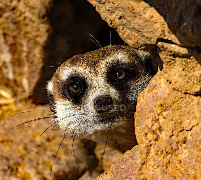 Meerkat olhando para fora de trás de uma rocha, África do Sul — Fotografia de Stock