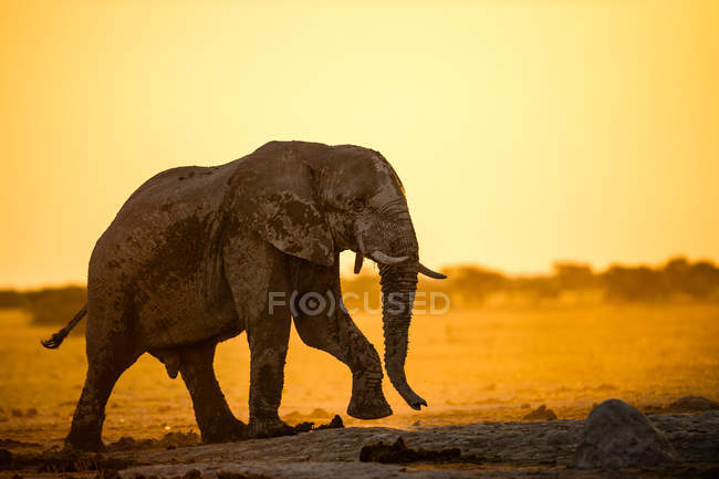 Elefantenbulle an einem Wasserloch, Nxai pan Nationalpark, Botswana — Stockfoto