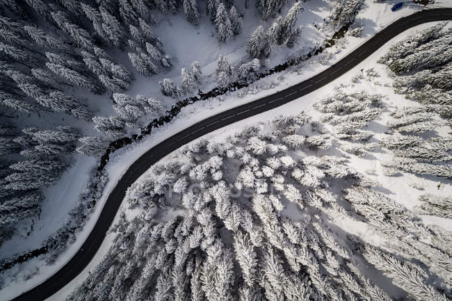 Пташиного польоту на дорозі, обмотка через засніжених дерев у регіоні Австрійські Альпи. — стокове фото