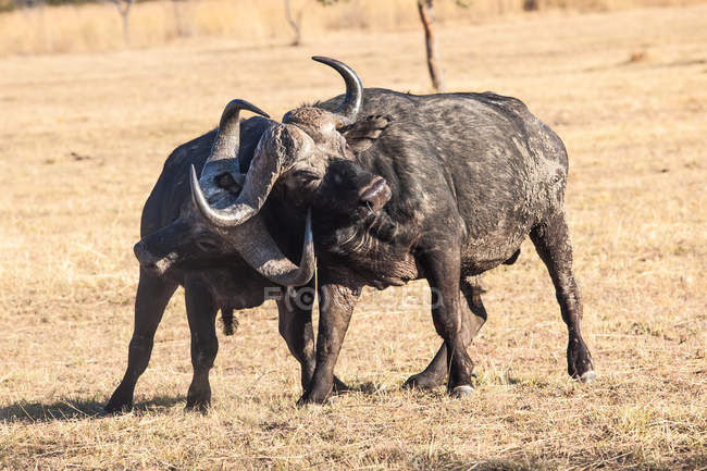 Vista panorámica de dos combates de Buffalo, Limpopo, Sudáfrica - foto de stock