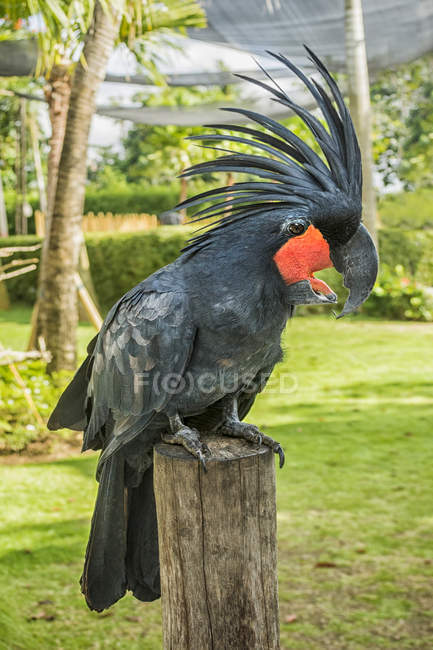 Portrait of a Palm Cockatoo sitting on tree log outdoors — Stock Photo