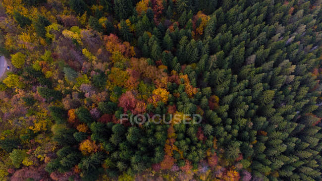 Veduta aerea di una foresta autunnale, Trebevic, Sarajevo, Bosnia-Erzegovina — Foto stock