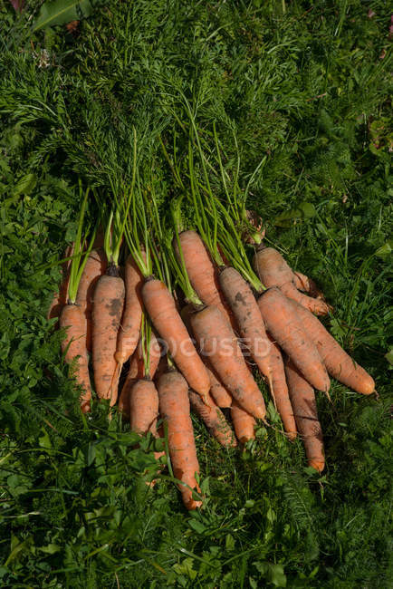 Vue de dessus de pile de carottes fraîchement cueillies — Photo de stock