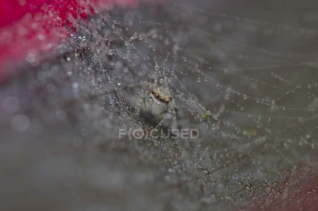 Close-up of a spider in a dew covered spider web, selective focus macro shot — Stock Photo