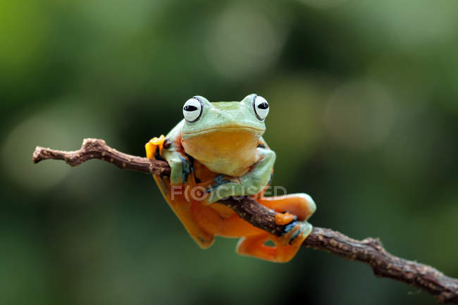 Javan tree frog on branch, blurred background — Stock Photo