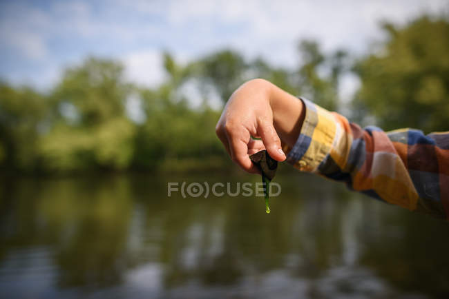 Boy hand holding dripping seaweed — Stock Photo