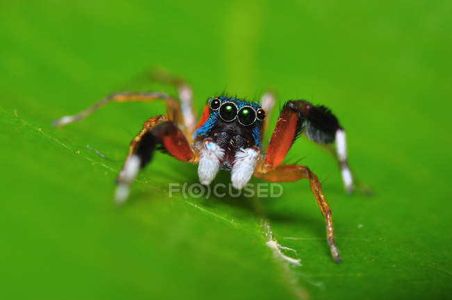 Close-up de uma aranha em uma folha, tiro macro de foco seletivo — Fotografia de Stock