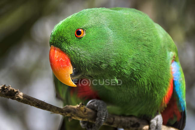 Nahaufnahme des Papageienmännchens eclectus, verschwommener Hintergrund — Stockfoto