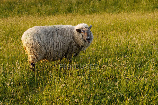 Close-up vista de Retrato de uma ovelha de pé em um campo, Frísia Oriental, Baixa Saxônia, Alemanha — Fotografia de Stock