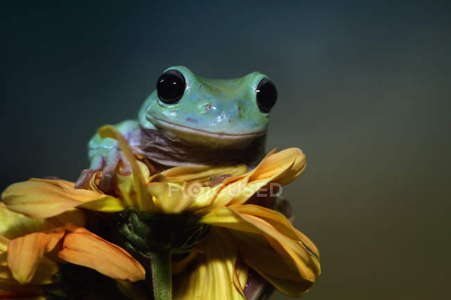 Тупий Деревний жаба на квітку, розмитий фон — стокове фото
