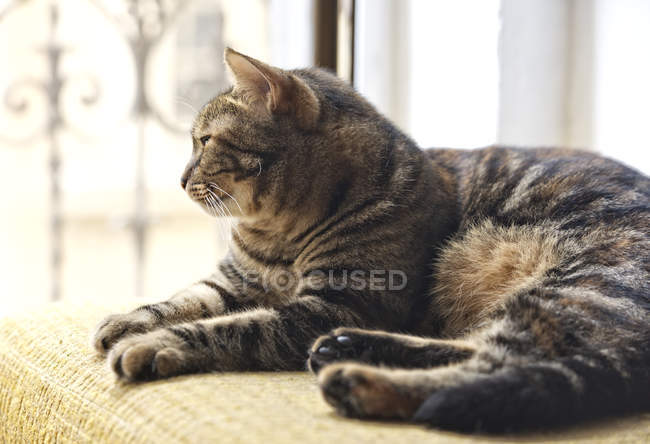 Gato acostado en una silla junto a una ventana, vista de cerca - foto de stock