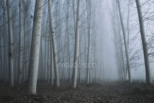 Vista panorámica del bosque en la niebla, Granada, Andalucía, España - foto de stock
