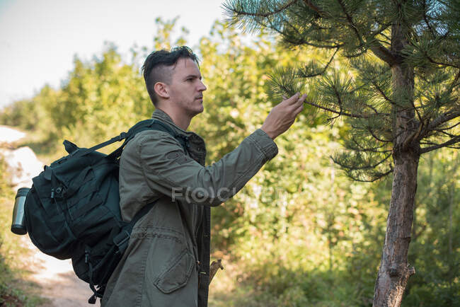 Senderismo de hombre en el bosque mirando la rama de pino, Bosnia y Herzegovina - foto de stock
