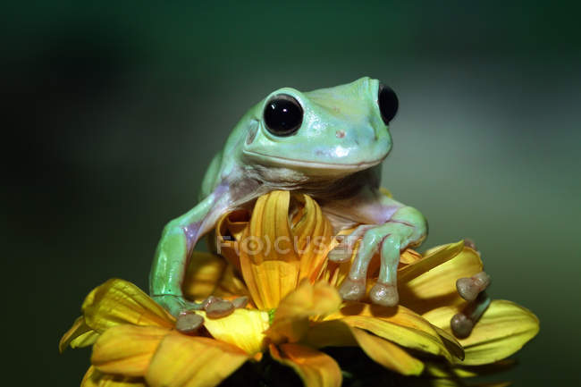Dumpy tree frog on a flower, blurred background — Stock Photo