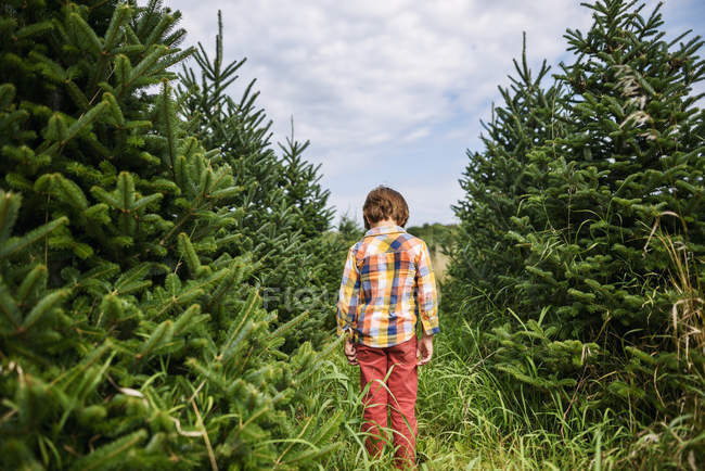 Vista trasera del niño de pie en una granja de árboles de Navidad - foto de stock