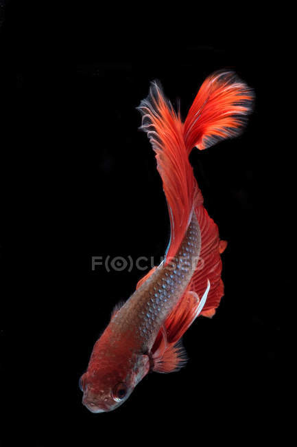 Retrato de um peixe betta nadando em água escura — Fotografia de Stock