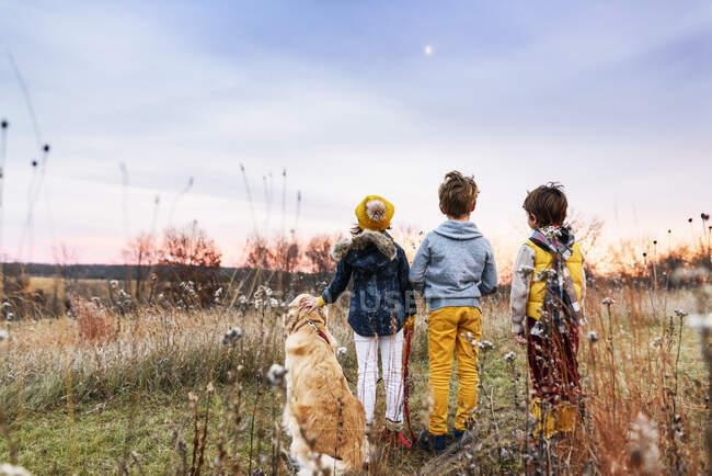 Três crianças em um campo ao pôr-do-sol com seu cão golden retriever, Estados Unidos — Fotografia de Stock