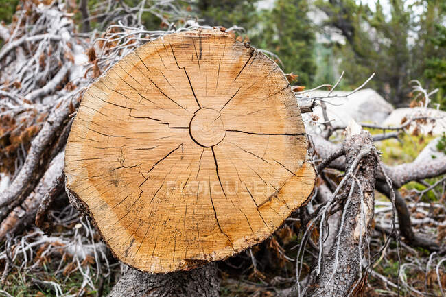 Cut logs on ground in forest, closeup — Stock Photo