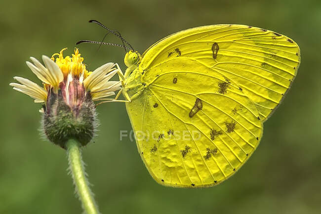 Mariposa en una flor, tiro de cerca - foto de stock