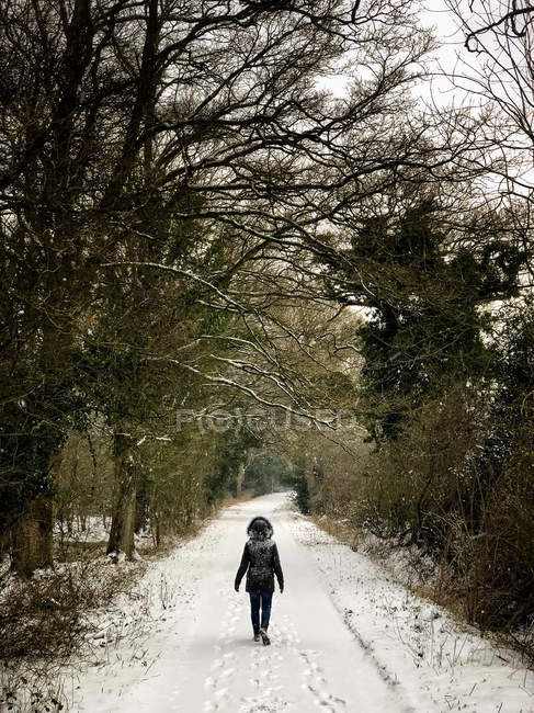 Mujer caminando por el bosque en la nieve, Berkshire, Reino Unido - foto de stock