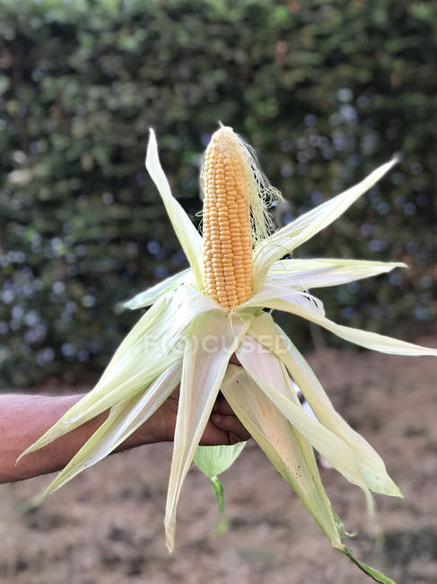 Man hand holding a corn cob, closeup view — Stock Photo