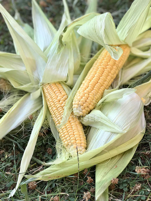 Fresh corn cobs on the ground, closeup view — Stock Photo
