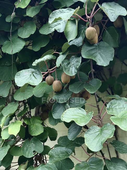 Kiwi-Früchte, die auf einem Kiwi-Baum wachsen, Nahaufnahme — Stockfoto
